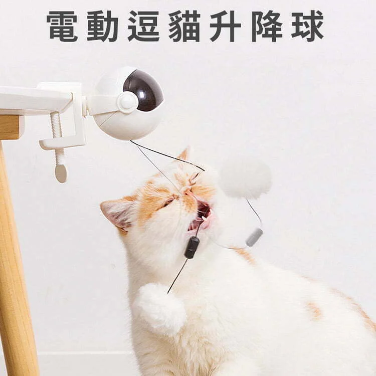 Tplaza+ > Pet Accessories